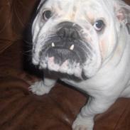 Engelsk bulldog Winston