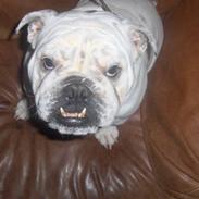 Engelsk bulldog Winston