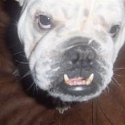 Engelsk bulldog Winston