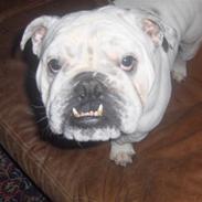 Engelsk bulldog Winston