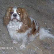 Cavalier king charles spaniel Cocco