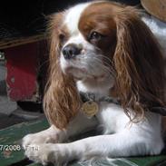 Cavalier king charles spaniel Cocco