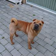 Shar pei Enzo