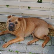 Shar pei Enzo