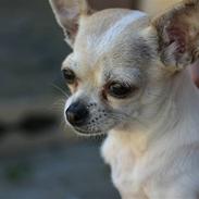 Chihuahua ¨˜”°º•Gucci•º°”˜¨