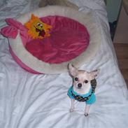 Chihuahua ¨˜”°º•Gucci•º°”˜¨