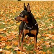 Dvaergpinscher mini