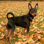 Dvaergpinscher mini