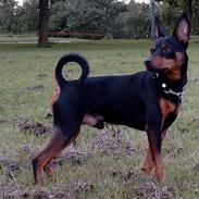 Dvaergpinscher mini