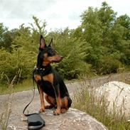 Dvaergpinscher mini