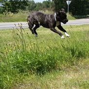 Amerikansk staffordshire terrier Freja  R.I.P