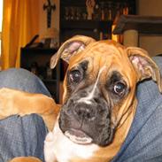 Blanding af racer Hobbie