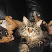 Blanding af racer Hobbie