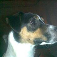 Dansk svensk gaardhund Jensen