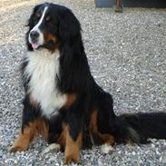 Berner sennenhund Nadia - (død 2007)