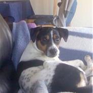 Dansk svensk gaardhund Jensen