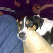 Dansk svensk gaardhund Jensen