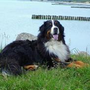 Berner sennenhund Nadia - (død 2007)