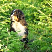 Berner sennenhund Nadia - (død 2007)