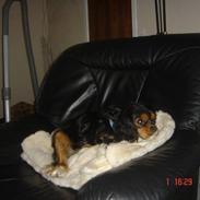 Cavalier king charles spaniel ladi