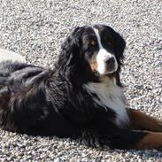 Berner sennenhund Nadia - (død 2007)