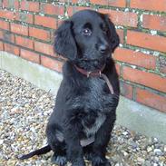 Blanding af racer Tessie