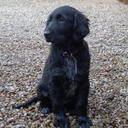 Blanding af racer Tessie