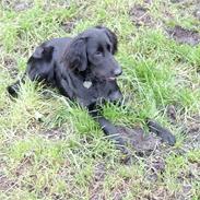 Blanding af racer Tessie