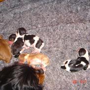 Cavalier king charles spaniel ladi