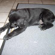 Blanding af racer Tessie