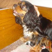 Cavalier king charles spaniel ladi