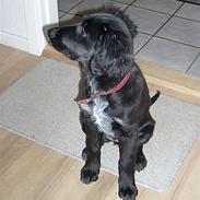 Blanding af racer Tessie