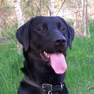 Labrador retriever Viktor