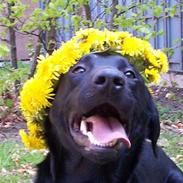 Labrador retriever Viktor