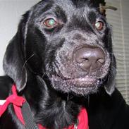 Labrador retriever Viktor