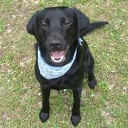 Labrador retriever Viktor