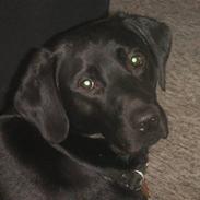 Labrador retriever Viktor