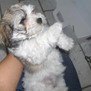 Bichon havanais Emma