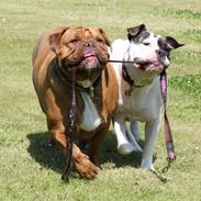 Olde victorian bulldogge Freya