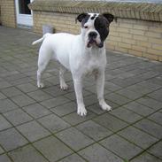 Olde victorian bulldogge Freya