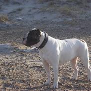 Olde victorian bulldogge Freya