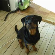 Rottweiler Kiki