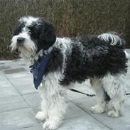Tibetansk terrier Oscar