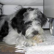 Tibetansk terrier Oscar