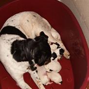 Dansk svensk gaardhund <'33 Futte <'33