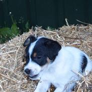 Dansk svensk gaardhund <'33 Futte <'33