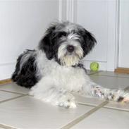 Tibetansk terrier Oscar