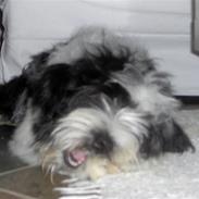 Tibetansk terrier Oscar