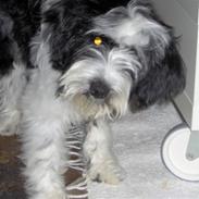 Tibetansk terrier Oscar