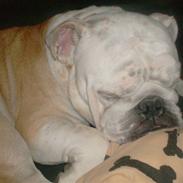 Engelsk bulldog Victor